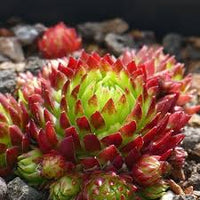 kaufen maroon jovibarba pflanze samen pflanzung tips Stück, 100 Stück