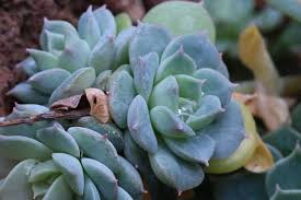 kaufen blue echeveria derenbergii pflanze pflanzung samen Stück, 100 Stück
