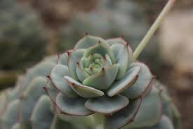 kaufen blue echeveria derenbergii pflanze pflanzung samen Stück, 100 Stück