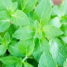 kaufen green water mint pflanze pflanzung samen Stück, 100 Stück