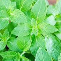 kaufen green water mint pflanze pflanzung samen Stück, 100 Stück
