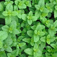 kaufen green water mint pflanze pflanzung samen Stück, 100 Stück