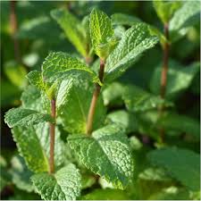 kaufen green water mint pflanze pflanzung samen Stück, 100 Stück