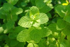 kaufen green water mint pflanze pflanzung samen Stück, 100 Stück
