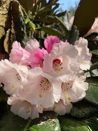 Weiß Rosa Rhododendron Blumensamen zur Aussaat sonnenliebend Traditionssorte & ohne Gentechnik Samen Hausgarten