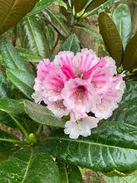 Weiß Rosa Rhododendron Blumensamen zur Aussaat sonnenliebend Traditionssorte & ohne Gentechnik Samen Hausgarten