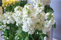 Weiß Levkoje Blumensamen – sonnenliebend Traditionssorte & ohne Gentechnik Hausgarten