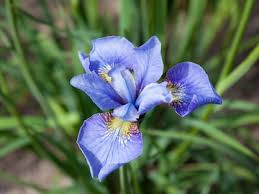 Blau Iris Blumensamen zur Aussaat – Garten beliebt – Traditionssorte & ohne Gentechnik Samen Hausgarten