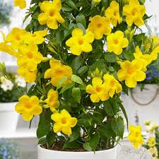 Traditionssorte Gelb Mandevilla Sanderi Blumensamen zur Aussaat – Halbschatten verträglich – Traditionssorte & ohne Gentechnik Samen Hausgarten