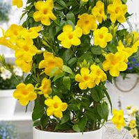 Traditionssorte Gelb Mandevilla Sanderi Blumensamen zur Aussaat – Halbschatten verträglich – Traditionssorte & ohne Gentechnik Samen Hausgarten