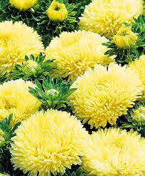 hell Gelb Aster Blumensamen zur Aussaat leuchtend Blüten Traditionssorte & ohne Gentechnik Samen Hausgarten