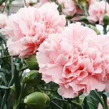 hell Rosa Carnations Blumensamen zur Aussaat ideal Rabatten Traditionssorte & ohne Gentechnik Samen Hausgarten