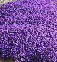 Lila Aubrieta Cascade Blumensamen zur Aussaat – Halbschatten verträglich – Traditionssorte & ohne Gentechnik Samen Hausgarten
