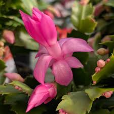 Rosa Zygocactus Truncatus Blumensamen zur Aussaat – hochwertige Qualitäts- – Traditionssorte & ohne Gentechnik Samen Hausgarten