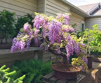 Violett Simsii Bonsai Blumensamen zur Aussaat Garten beliebt Traditionssorte & ohne Gentechnik Samen Hausgarten