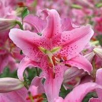 Gemischt Rain Lilie Blumensamen zur Aussaat – Anzucht – Traditionssorte & ohne Gentechnik Samen Hausgarten