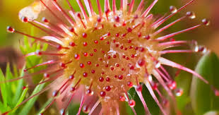 Rosa Grün Sundew zur Aussaat hochwertige Qualitäts- Traditionssorte & ohne Gentechnik Samen Hausgarten