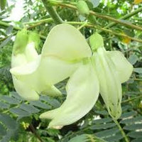 Heron Blumensamen zur Aussaat – lang Blüte Saison – Traditionssorte & ohne Gentechnik Samen Hausgarten