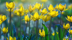 Tulipa Sylvestris Blumensamen zur Aussaat – lang Blüte Saison – Traditionssorte & ohne Gentechnik Samen Hausgarten