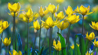 Tulipa Sylvestris Blumensamen zur Aussaat – lang Blüte Saison – Traditionssorte & ohne Gentechnik Samen Hausgarten