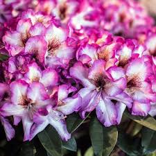 Rosa Rhododendron Hans Blumensamen zur Aussaat – farbenfroh Schau – Traditionssorte & ohne Gentechnik Samen Hausgarten
