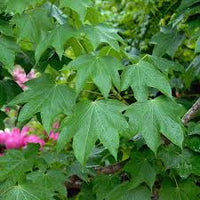 Kalopanax Septemlobus Aralia Samen zur Aussaat – lang Blüte Saison – Traditionssorte & ohne Gentechnik Samen Hausgarten