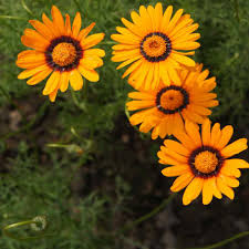 Orange Anthemoides Blumensamen zur Aussaat – farbenfroh Schau – Traditionssorte & ohne Gentechnik Samen Hausgarten