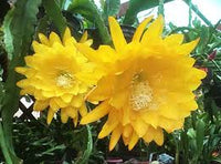Gelb Epiphyllum Blumensamen zur Aussaat leuchtend Blüten Traditionssorte & ohne Gentechnik Samen Hausgarten