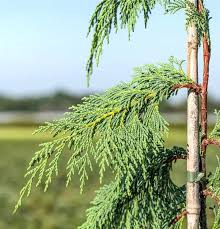 Pendula Chamaecyparis Nootkatensis Blumensamen zur Aussaat – Anzucht – Traditionssorte & ohne Gentechnik Samen Hausgarten