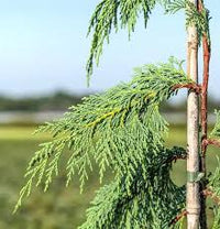 Pendula Chamaecyparis Nootkatensis Blumensamen zur Aussaat – Anzucht – Traditionssorte & ohne Gentechnik Samen Hausgarten