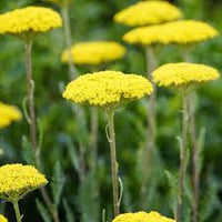 Yarrow Blumensamen zur Aussaat – pflegeleicht – Traditionssorte & ohne Gentechnik Samen Hausgarten