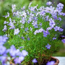 Blau Oculata Blumensamen zur Aussaat – leuchtend Blüten – Traditionssorte & ohne Gentechnik Samen Hausgarten