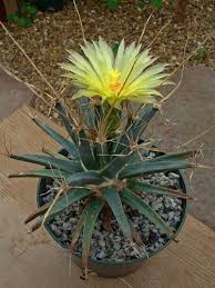 Grün Leuchtenbergia Blumensamen zur Aussaat – lang Blüte Saison – Traditionssorte & ohne Gentechnik Samen Hausgarten