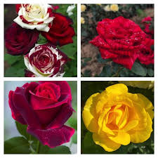 Gemischt Osiria Rose Blumensamen zur Aussaat Landhaus Garten wichtig Traditionssorte & ohne Gentechnik Samen Hausgarten
