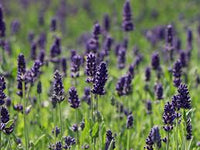 Lavendel Provence Blumensamen zur Aussaat – Schnitt Blume beliebt – Traditionssorte & ohne Gentechnik Samen Hausgarten