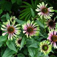 Grün ConeFlower Samen zur Aussaat – ideal Rabatten – Traditionssorte & ohne Gentechnik Samen Hausgarten