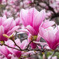 hell Rosa Yulan Blumensamen zur Aussaat – leuchtend – Traditionssorte & ohne Gentechnik Samen Hausgarten