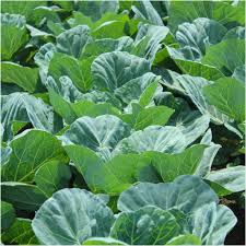 Grün Collard Gemüsesamen zur Aussaat – leuchtend Blüten – Traditionssorte & ohne Gentechnik Samen Hausgarten