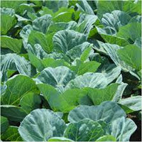 Grün Collard Gemüsesamen zur Aussaat – leuchtend Blüten – Traditionssorte & ohne Gentechnik Samen Hausgarten
