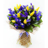 Blau Gelb Tulpe Blumensamen zur Aussaat farbenfroh Schau Traditionssorte & ohne Gentechnik Samen Hausgarten