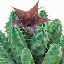 Huernia Keniensis Blumensamen zur Aussaat – kompakt Wuchs – Traditionssorte & ohne Gentechnik Samen Hausgarten
