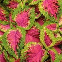 Rosa Gelb Dragon Buntnessel Garten lang Blüte Saison Traditionssorte & ohne Gentechnik Samen Hausgarten