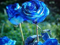 Blau MultiColor Rose Blumensamen zur Aussaat Schnitt Blume beliebt Traditionssorte & ohne Gentechnik Samen Hausgarten