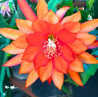 Orange Epiphyllum Blumensamen zur Aussaat ideal Rabatten Traditionssorte & ohne Gentechnik Samen Hausgarten