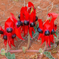 Sturt's Blumensamen zur Aussaat – duftend Blüten – Traditionssorte & ohne Gentechnik Samen Hausgarten