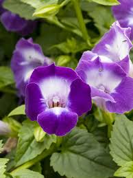 Violett Torenia Kauai Blumensamen zur Aussaat – robust Sorte – Traditionssorte & ohne Gentechnik Samen Hausgarten