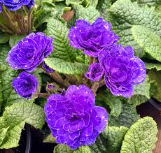 Violett Primel Blumensamen zur Aussaat – lang Blüte Saison – Traditionssorte & ohne Gentechnik Samen Hausgarten
