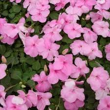 Rosa Springkraut Blumensamen zur Aussaat Hausgarten beliebt Traditionssorte & ohne Gentechnik Samen Hausgarten