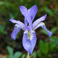 Iris Blumensamen zur Aussaat – hochwertige Qualitäts- – Traditionssorte & ohne Gentechnik Samen Hausgarten
