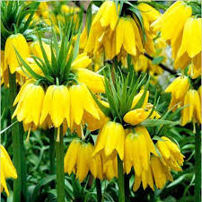 Gelb Fritillaria Blumensamen zur Aussaat Halbschatten verträglich Traditionssorte & ohne Gentechnik Samen Hausgarten